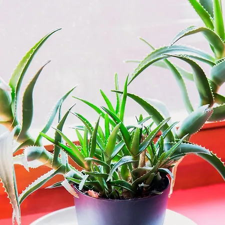 Apartman U Srcu Grada Sombor